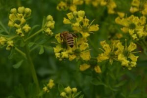 سداب garden rue Ruta graveolens सदाब