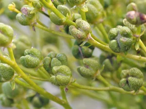 سداب garden rue Ruta graveolens सदाब