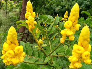 سناء مکی Alexandrian Senna Cassia angustifolia सुनामखी