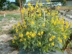سناء مکی Alexandrian Senna Cassia angustifolia सुनामखी