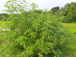 سنبھالو Five Leaved Chaste Chinese chaste tree Vitex negundo निरगुंडी