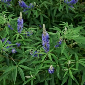 سنبھالو Five Leaved Chaste Chinese chaste tree Vitex negundo निरगुंडी