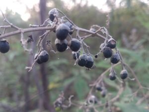 سنبھالو Five Leaved Chaste Chinese chaste tree Vitex negundo निरगुंडी