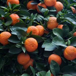 سنگترہ Bitter Orange Sour Orange citrus aurantium नारंगी
