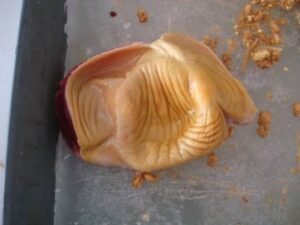 سنگ دانہ مرغ Chicken Gizzard मुर्गी का गिज़ार्ड