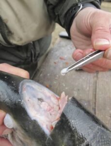 سنگ سرماہی Fish Stone Otolith Stone मछली का पत्थर