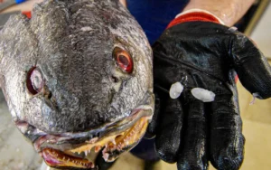 سنگ سرماہی Fish Stone Otolith Stone मछली का पत्थर