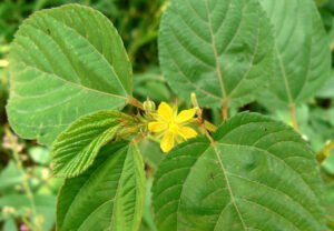 jute plant Corchorus capsularis olitorius पटसन