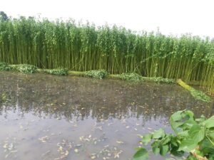 jute plant Corchorus capsularis olitorius पटसन