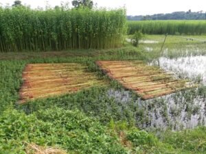jute plant Corchorus capsularis olitorius पटसन