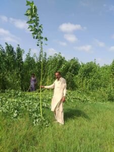 jute plant Corchorus capsularis olitorius पटसन