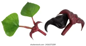 سنگھاڑا Water chestnut Trapa bispinosa सिंघाड़ा