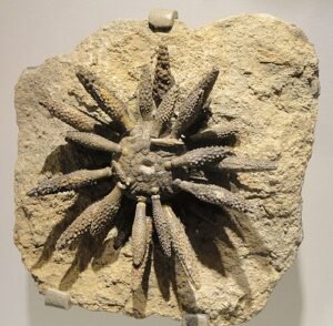 سنگ یہود Lapis Judaicus Jewish Stone Balanocidaris glandifera संगे यहूद