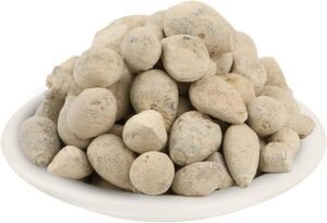 سنگ یہود Lapis Judaicus Jewish Stone Balanocidaris glandifera संगे यहूद