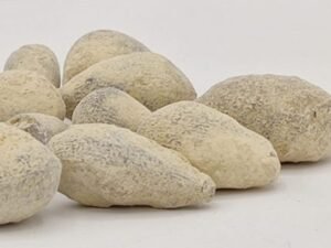 سنگ یہود Lapis Judaicus Jewish Stone Balanocidaris glandifera संगे यहूद