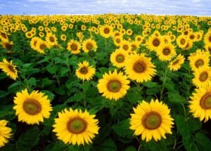 سورج مکھی Sunflower Helianthus annuus सूरजमुखी