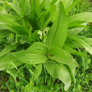 سورنجاں تلخ Bitter Colchicum Colchicum autumnale सूरंजन कड़वा