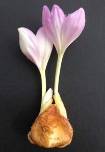 سورنجاں تلخ Bitter Colchicum Colchicum autumnale सूरंजन कड़वा