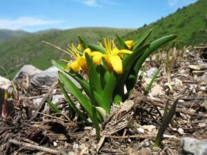 سورنجاں تلخ yellow colchicum Colchicum luteum
