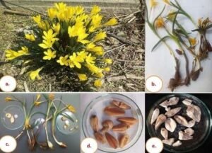 سورنجاں تلخ yellow colchicum Colchicum luteum