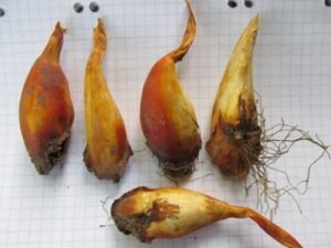 سورنجاں شیریں Sweet Colchicum Colchicum luteum सूरंजन मीठा