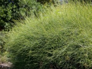 سوما کلپالتا ephedra sinica सोमलता बूटी