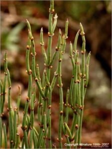 سوما کلپالتا ephedra sinica सोमलता बूटी