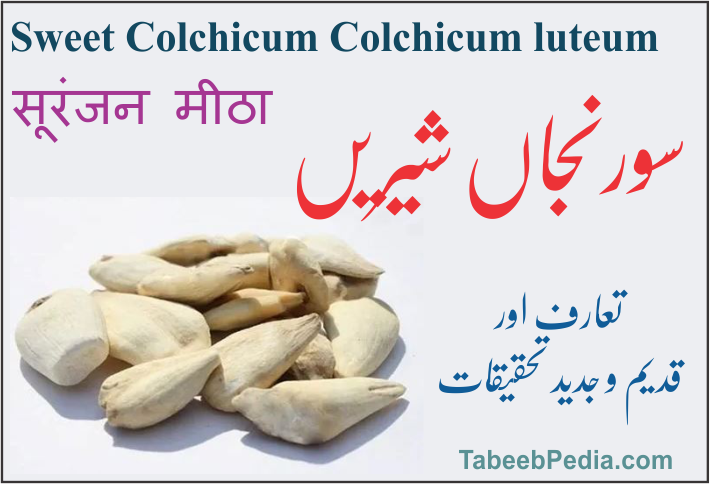 سورنجاں شیریں