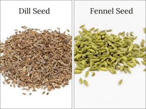 سوئے Dill Anethum graveolens सोआ