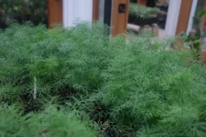سوئے Dill Anethum graveolens सोआ