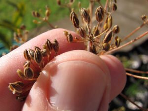 سوئے Dill Anethum graveolens सोआ