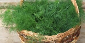 سوئے Dill Anethum graveolens सोआ