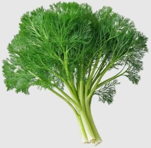 سوئے Dill Anethum graveolens सोआ