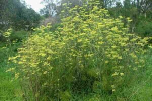 سونف Fennel Foeniculum vulgare सौंफ