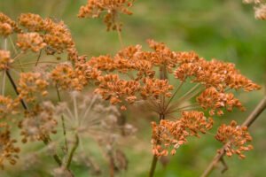 سونف Fennel Foeniculum vulgare सौंफ