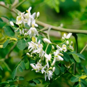 سہانجنہ Moringa Moringa oleifera Lam सहजन