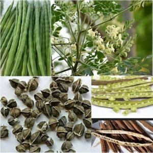 سہانجنہ Moringa Moringa oleifera Lam सहजन