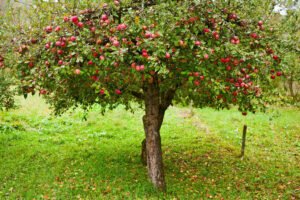 سیب apple Malus domestica सेब