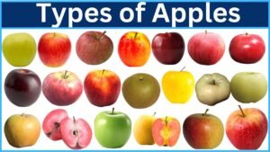 سیب apple Malus domestica सेब