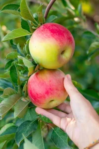 سیب apple Malus domestica सेब
