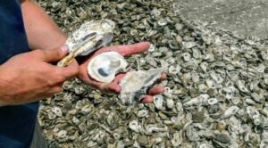 سیپ oyster shell ऑयस्टर शेल