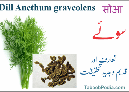 سوئے / سویا