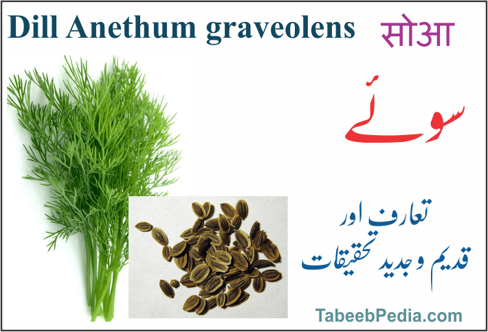 سوئے / سویا