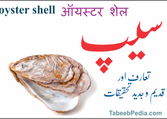 سیپ